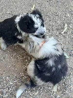 Wiggles, a male Aussiedoodle and Miniature Aussiedoodle for sale in Phoenix, AZ – Photo 4 of 6