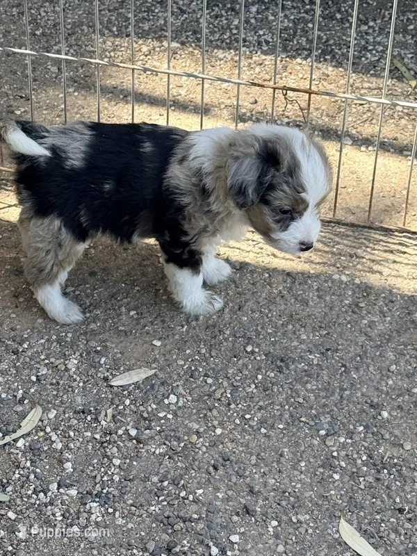 Wiggles – Aussiedoodle, Miniature Aussiedoodle puppy for sale in Phoenix, AZ
