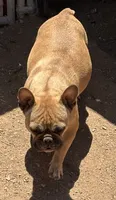 Romeo boy, a male French Bulldog for sale in Phoenix, AZ – 3 of 3
