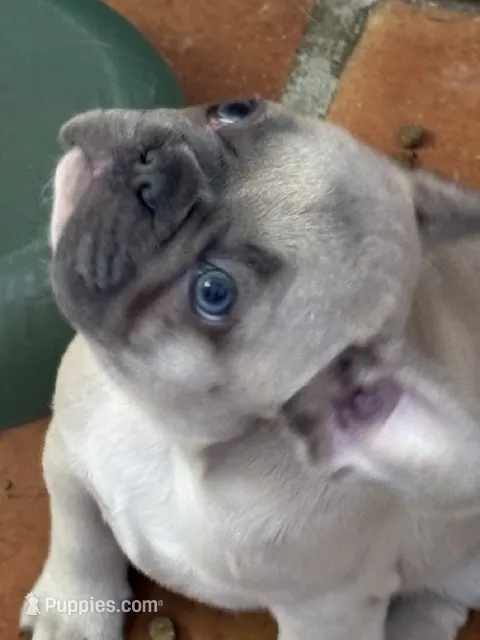Missy girl – French Bulldog puppy for sale in Phoenix, AZ