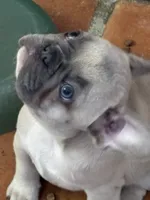 Missy girl, a female French Bulldog for sale in Phoenix, AZ – 1 of 2