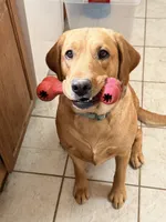 Lester, a male Labrador Retriever for sale in Phoenix, AZ – Photo 5 of 10