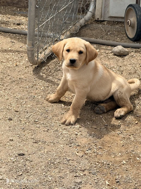 Lester, a male Labrador Retriever for sale in Phoenix, AZ – Photo 1 of 10