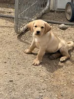 Lester, a male Labrador Retriever for sale in Phoenix, AZ – Photo 1 of 10