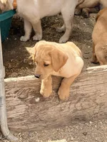 Lester, a male Labrador Retriever for sale in Phoenix, AZ – Photo 2 of 10