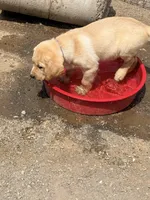 Lester, a male Labrador Retriever for sale in Phoenix, AZ – Photo 3 of 10