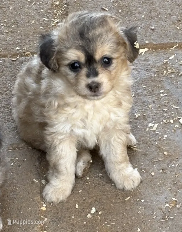 Millie – Miniature Aussiedoodle puppy for sale in Phoenix, AZ
