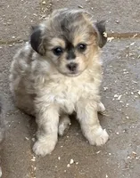 Millie, a female Miniature Aussiedoodle for sale in Phoenix, AZ – 1 of 2
