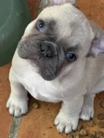 Missy girl, a female French Bulldog for sale in Phoenix, AZ – 2 of 2