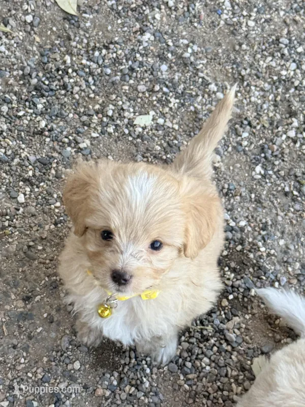 Tigger – Aussiedoodle, Miniature Aussiedoodle puppy for sale in Phoenix, AZ