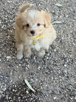 Tigger, a female Aussiedoodle and Miniature Aussiedoodle for sale in Phoenix, AZ – Photo 3 of 6