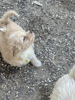 Tigger, a female Aussiedoodle and Miniature Aussiedoodle for sale in Phoenix, AZ – Photo 5 of 6