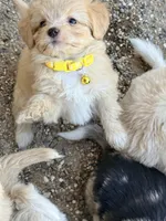 Tigger, a female Aussiedoodle and Miniature Aussiedoodle for sale in Phoenix, AZ – Photo 2 of 6