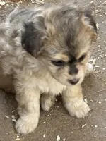 Millie, a female Miniature Aussiedoodle for sale in Phoenix, AZ – 2 of 2