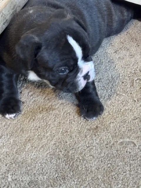 Romeo boy – French Bulldog puppy for sale in Phoenix, AZ