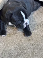 Romeo boy, a male French Bulldog for sale in Phoenix, AZ – 1 of 3