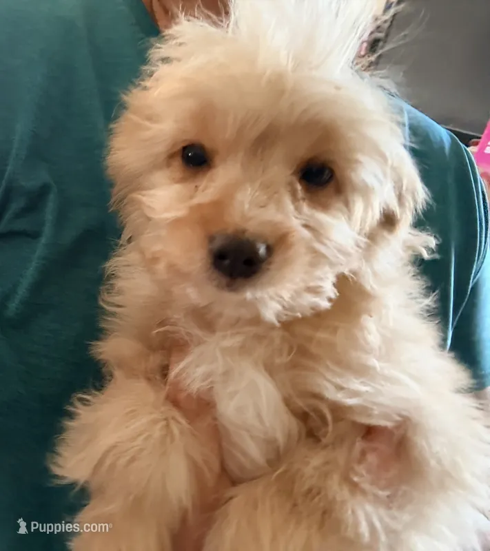 Mikey  – Miniature Aussiedoodle puppy for sale in Phoenix, AZ