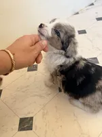 Tiny, a female Australian Shepherd and Poodle - Miniature  for sale in Phoenix, AZ – Photo 1 of 5