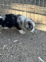 Tiny, a female Australian Shepherd and Poodle - Miniature  for sale in Phoenix, AZ – Photo 4 of 5