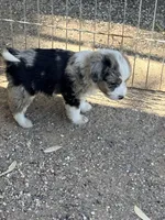 Tiny, a female Australian Shepherd and Poodle - Miniature  for sale in Phoenix, AZ – Photo 2 of 5