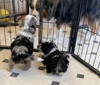 Tiny, a female Australian Shepherd and Poodle - Miniature  for sale in Phoenix, AZ – Photo 3 of 5