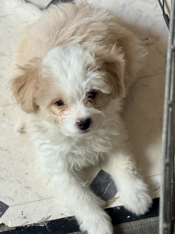Tigger – Aussiedoodle, Miniature Aussiedoodle puppy for sale in Phoenix, AZ