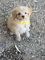 Molly, a female Australian Shepherd and Poodle - Miniature  for sale in Phoenix, AZ – Photo 4 of 8