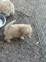 Molly, a female Australian Shepherd and Poodle - Miniature  for sale in Phoenix, AZ – Photo 8 of 8