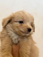 Molly, a female Australian Shepherd and Poodle - Miniature  for sale in Phoenix, AZ – Photo 5 of 8