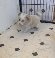 Molly, a female Australian Shepherd and Poodle - Miniature  for sale in Phoenix, AZ – Photo 2 of 8