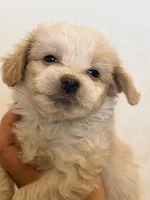 Molly, a female Australian Shepherd and Poodle - Miniature  for sale in Phoenix, AZ – Photo 6 of 8