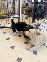 Molly, a female Australian Shepherd and Poodle - Miniature  for sale in Phoenix, AZ – Photo 7 of 8