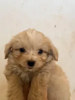 Molly, a female Australian Shepherd and Poodle - Miniature  for sale in Phoenix, AZ – Photo 3 of 8