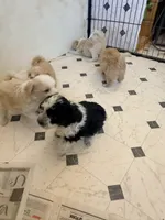Cookies and cream , a male Aussiedoodle and Miniature Aussiedoodle for sale in Phoenix, AZ – Photo 3 of 9