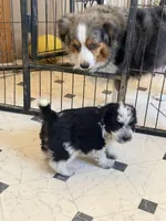Cookies and cream , a male Aussiedoodle and Miniature Aussiedoodle for sale in Phoenix, AZ – Photo 6 of 9
