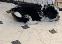 Cookies and cream , a male Aussiedoodle and Miniature Aussiedoodle for sale in Phoenix, AZ – Photo 2 of 9