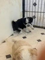 Cookies and cream , a male Aussiedoodle and Miniature Aussiedoodle for sale in Phoenix, AZ – Photo 4 of 9