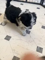 Cookies and cream , a male Aussiedoodle and Miniature Aussiedoodle for sale in Phoenix, AZ – Photo 8 of 9