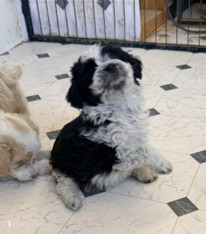 Cookies and cream  – Aussiedoodle, Miniature Aussiedoodle puppy for sale in Phoenix, AZ
