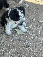Cookies and cream , a male Aussiedoodle and Miniature Aussiedoodle for sale in Phoenix, AZ – Photo 5 of 9