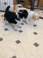 Cookies and cream , a male Aussiedoodle and Miniature Aussiedoodle for sale in Phoenix, AZ – Photo 9 of 9