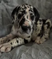 Maverick, a male Great Dane for sale in Reading, PA – Photo 2 of 3