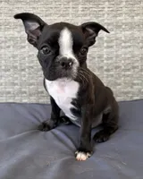 Georgie, a male Boston Terrier for sale in Reading, PA – 1 of 2