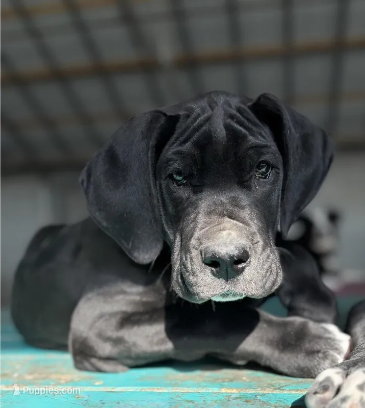 Mowgli, a male Great Dane for sale in Reading, PA – Photo 1 of 3
