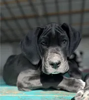 Mowgli, a male Great Dane for sale in Reading, PA – Photo 1 of 3