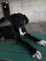 Mowgli, a male Great Dane for sale in Reading, PA – Photo 3 of 3