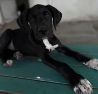 Mowgli, a male Great Dane for sale in Reading, PA – Photo 2 of 3