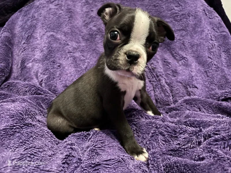 Roosevelt – Boston Terrier puppy for sale in Reading, PA