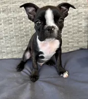 Georgie, a male Boston Terrier for sale in Reading, PA – 2 of 2