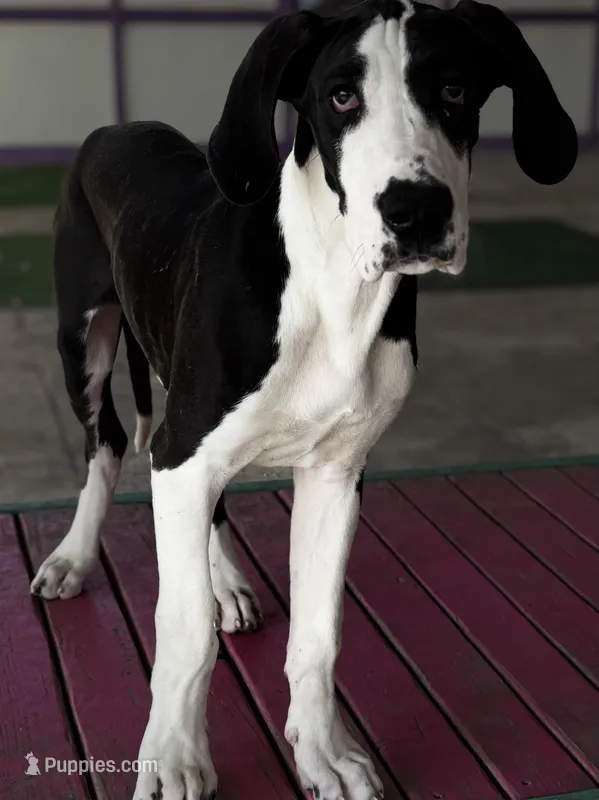 Blanche , a female Great Dane for sale in Reading, PA – Photo 1 of 2